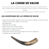 Corne de bœuf