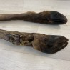 Patte de cerf
