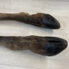 Patte de cerf